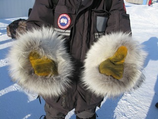 Warm mittens made from the skin of a wolf.